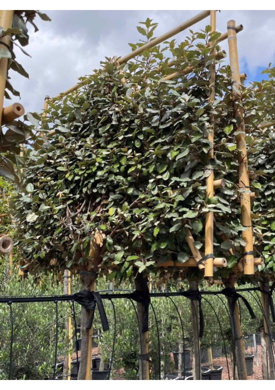 Ölweide Spalier | Elaeagnus ebbingei Ölweide Spalier | Elaeagnus ebbingei