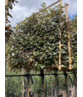 Ölweide Spalier | Elaeagnus ebbingei Ölweide Spalier | Elaeagnus ebbingei