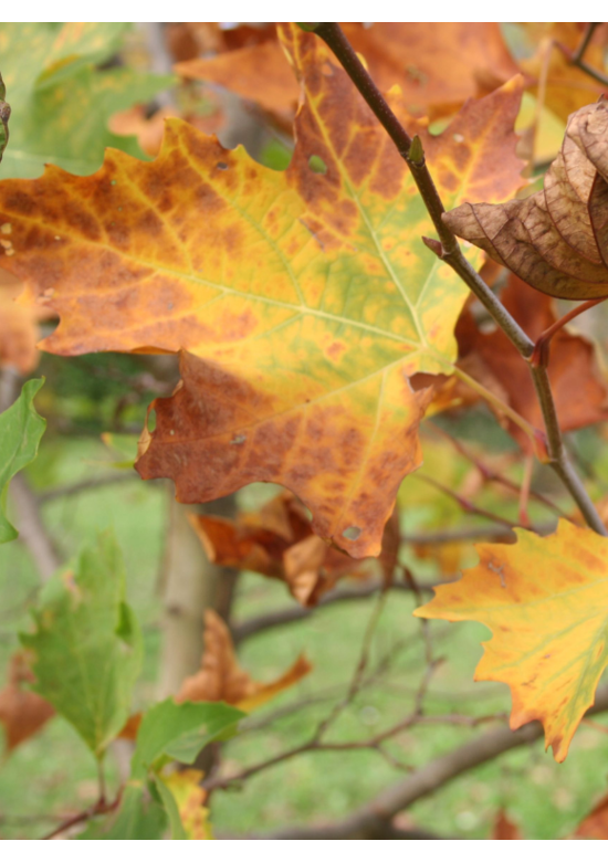 Ahornblättrige Platane | Platanus hispanica