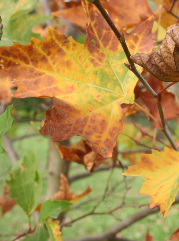 Ahornblättrige Platane | Platanus hispanica Ahornblättrige Platane | Platanus hispanica