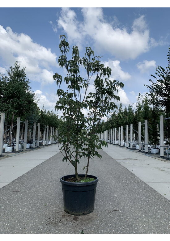 Chinesischer Blumenhartriegel 'Milky Way' - Mehrstämmig | Cornus kousa 'Milky Way'