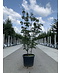 Chinesischer Blumenhartriegel 'Milky Way' - Mehrstämmig | Cornus kousa 'Milky Way'