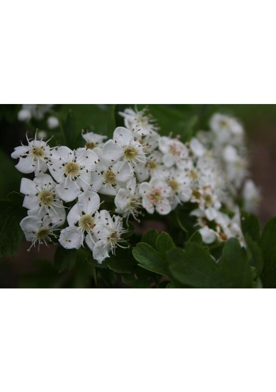 Säulen-Weißdorn 'Stricta' | Crataegus monogyna 'Stricta'