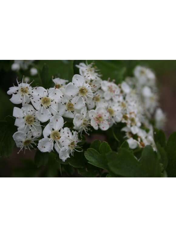 Säulen-Weißdorn 'Stricta' | Crataegus monogyna 'Stricta' Säulen-Weißdorn 'Stricta' | Crataegus monogyna 'Stricta'