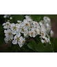 Säulen-Weißdorn 'Stricta' | Crataegus monogyna 'Stricta'