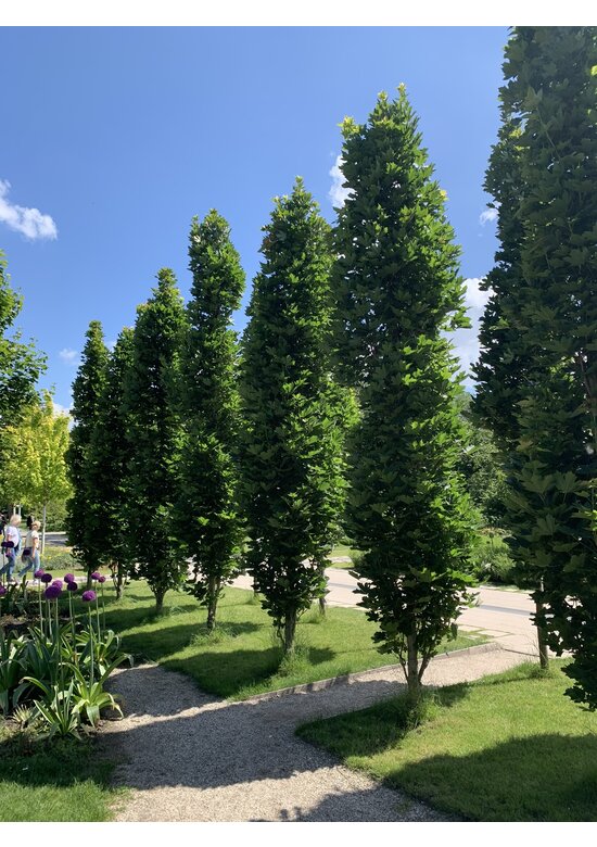 Mauritz-Spitzahorn 'Mauritz Upright'® | Acer platanoides 'Mauritz Upright' ® - Stammbusch