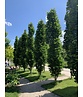 Mauritz-Spitzahorn 'Mauritz Upright'® | Acer platanoides 'Mauritz Upright' ® - Stammbusch