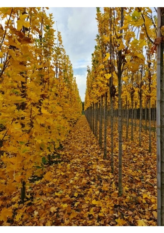 Mauritz-Spitzahorn 'Mauritz Upright'® | Acer platanoides 'Mauritz Upright' ® - Stammbusch