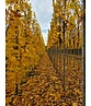 Mauritz-Spitzahorn 'Mauritz Upright'® | Acer platanoides 'Mauritz Upright' ® - Stammbusch