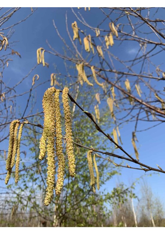 Kupferbirke 'Fascination' - Mehrstämmig | Betula albosinensis 'Fascination'