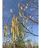 Kupferbirke 'Fascination' - Mehrstämmig | Betula albosinensis 'Fascination' Kupferbirke 'Fascination' - Mehrstämmig | Betula albosinensis 'Fascination'