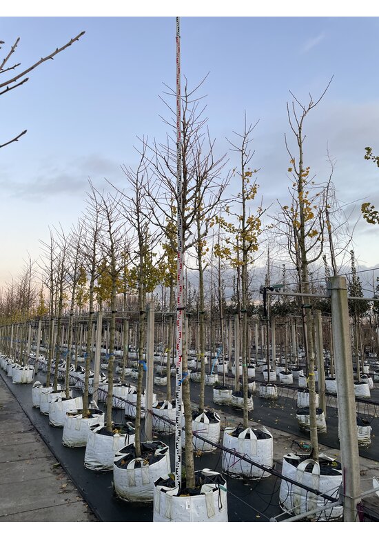 Ginkgobaum - Säulen-Fächerblattbaum 'Fastigiata Blagon' | Ginkgo biloba 'Fastigiata Blagon'