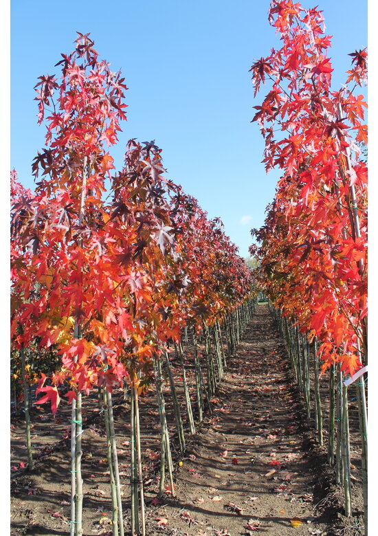 Amerikanischer Amberbaum | Liquidambar styraciflua