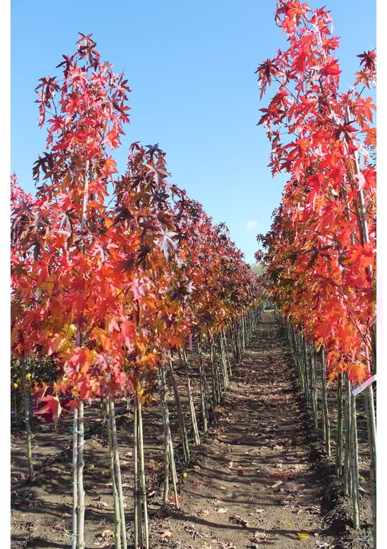 Amerikanischer Amberbaum | Liquidambar styraciflua