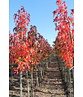 Amerikanischer Amberbaum | Liquidambar styraciflua
