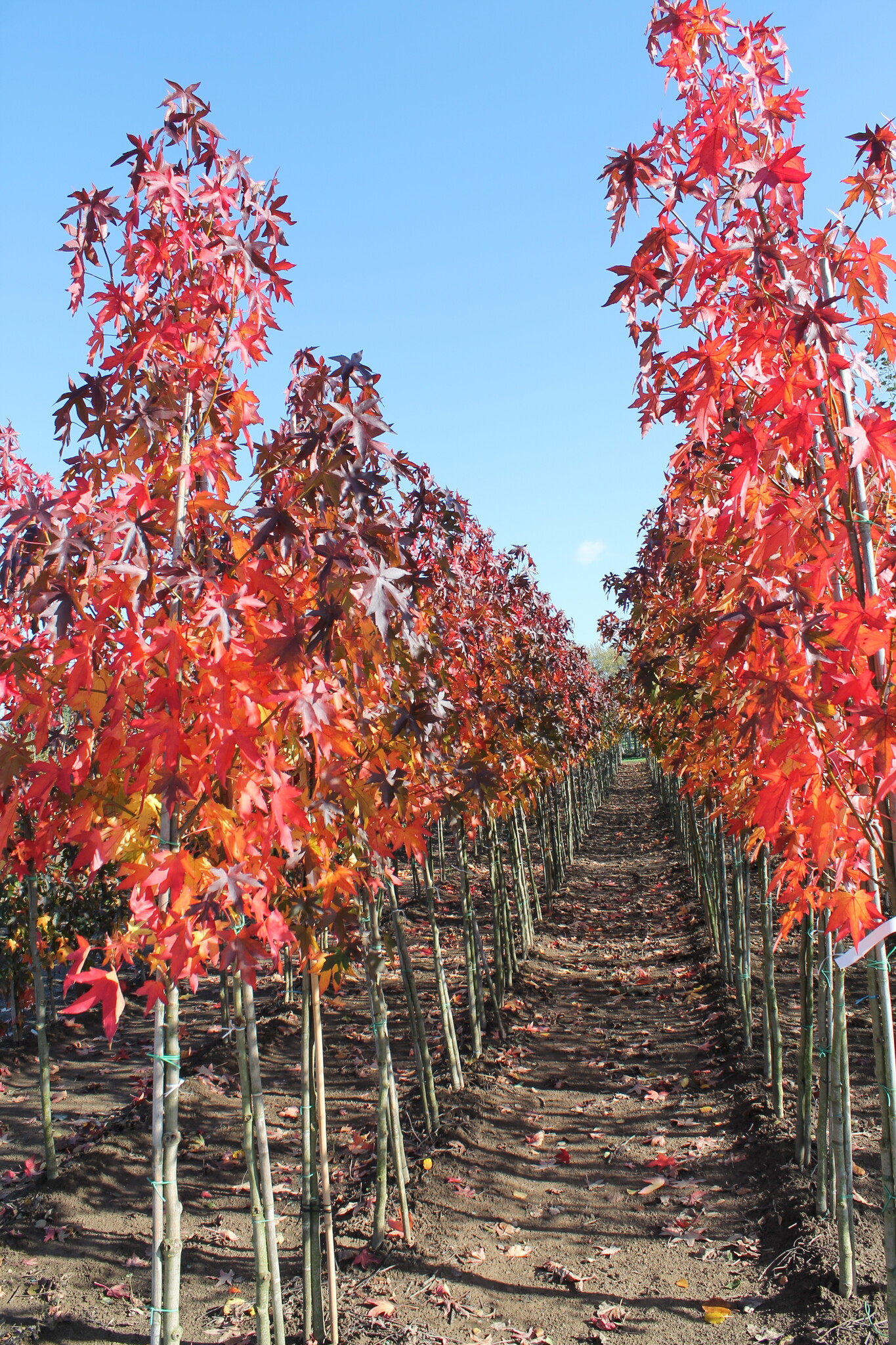 Amerikanischer Amberbaum kaufen? Direkt von der Baumschule Venovi