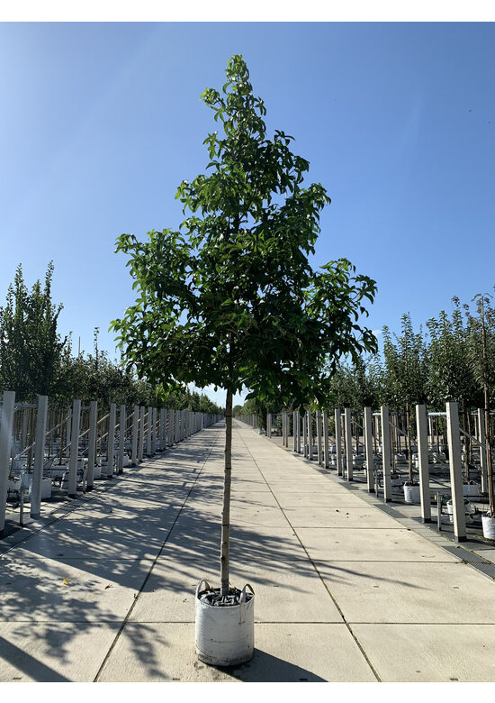 Amerikanischer Amberbaum | Liquidambar styraciflua