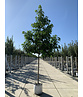 Amerikanischer Amberbaum | Liquidambar styraciflua