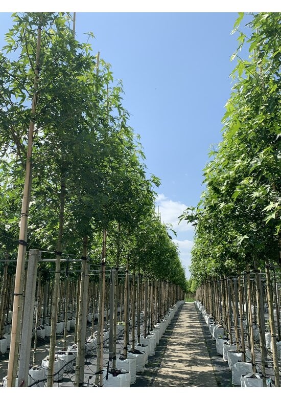 Amerikanischer Amberbaum | Liquidambar styraciflua