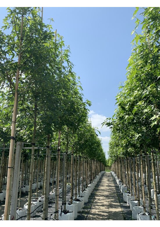 Amerikanischer Amberbaum | Liquidambar styraciflua