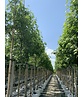 Amerikanischer Amberbaum | Liquidambar styraciflua