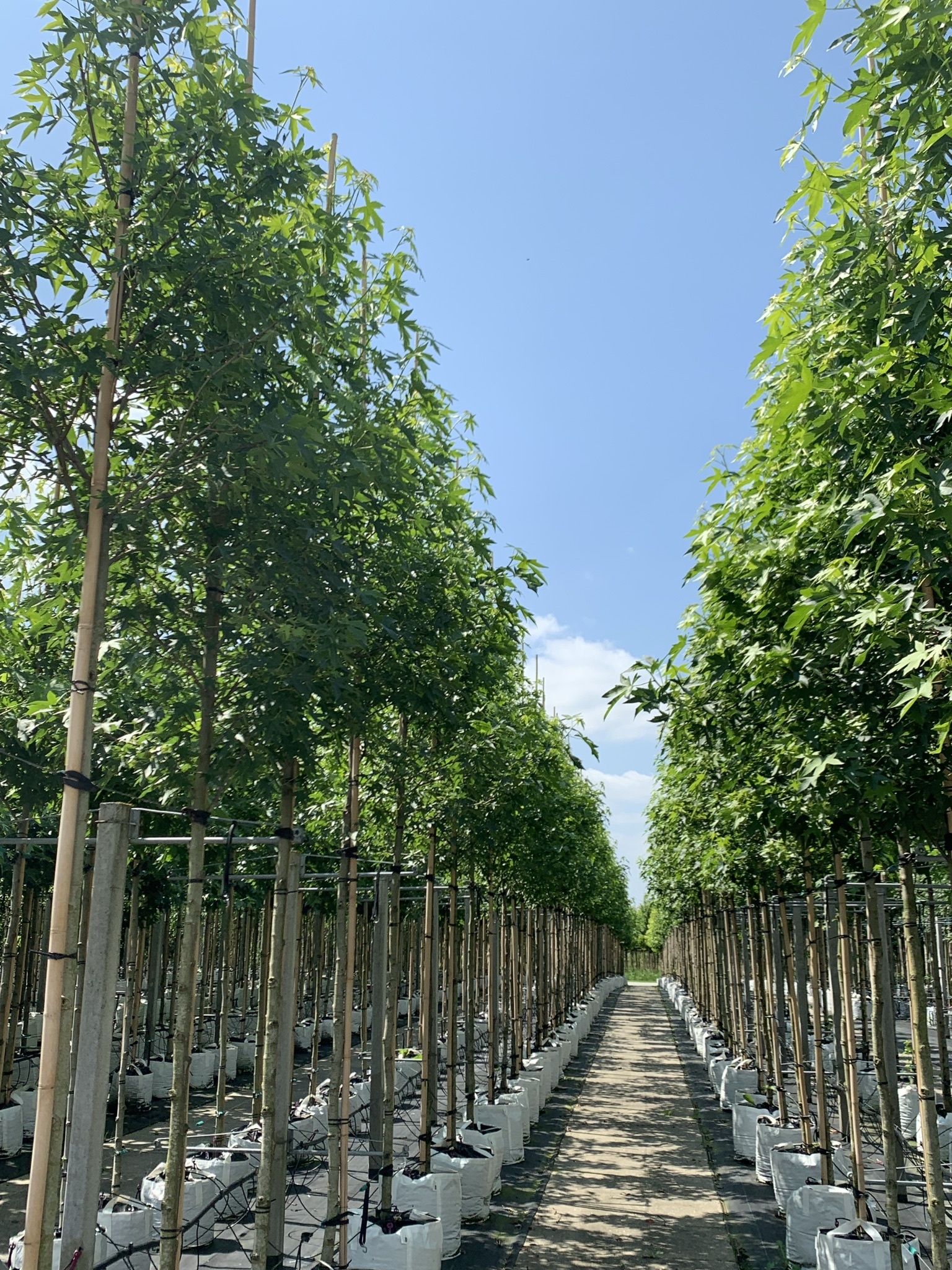 Amerikanischer Amberbaum kaufen? Direkt von der Baumschule Venovi