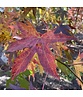 Amberbaum 'Worplesdon' | Liquidambar styraciflua 'Worplesdon'
