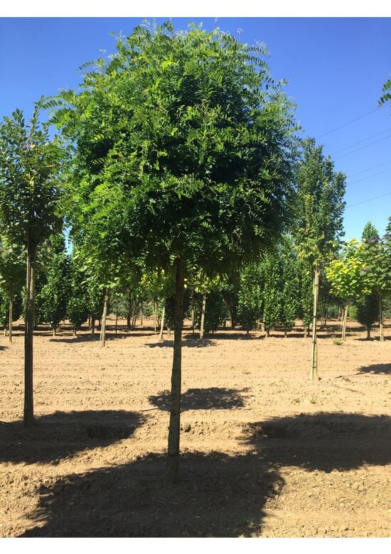 Kugelakazie | Robinia pseudoacacia 'Umbraculifera'