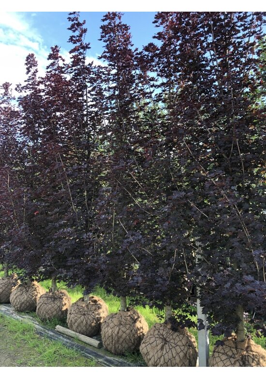 Säulen Blutahorn 'Crimson Sentry' | Acer platanoides 'Crimson Sentry'