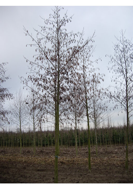 Schwarz-Erle | Alnus glutinosa