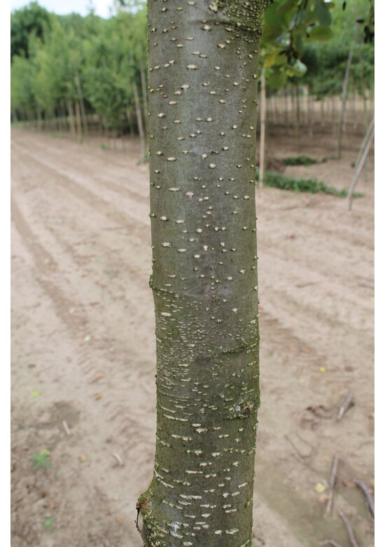 Schwarz-Erle | Alnus glutinosa