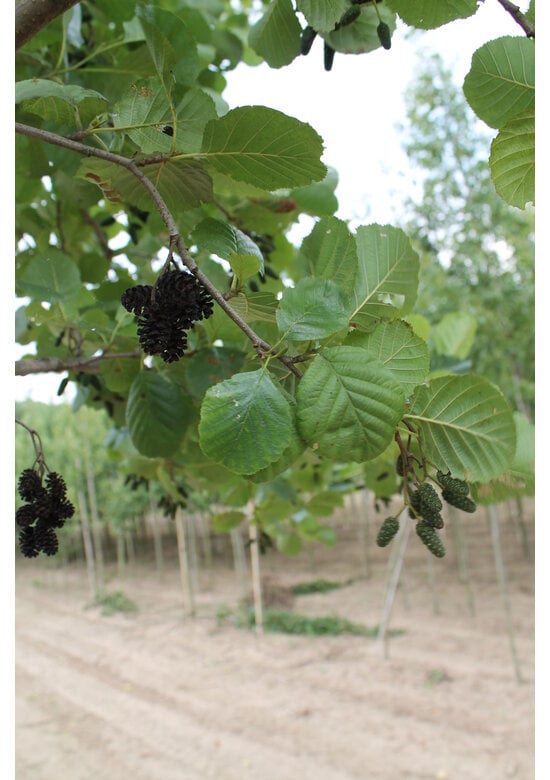 Schwarz-Erle | Alnus glutinosa