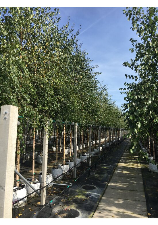 Sandbirke - Weißbirke | Betula pendula