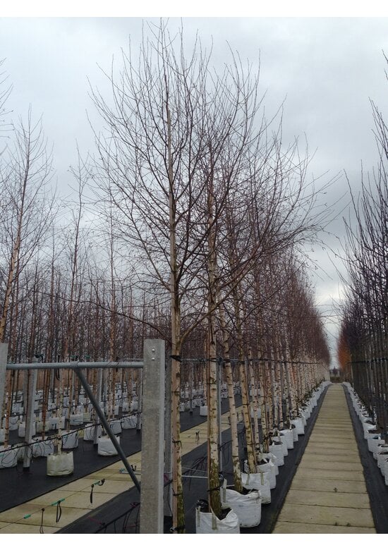 Sandbirke - Weißbirke | Betula pendula