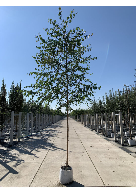 Sandbirke - Weißbirke | Betula pendula