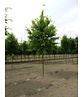 Hainbuche Baum | Carpinus betulus