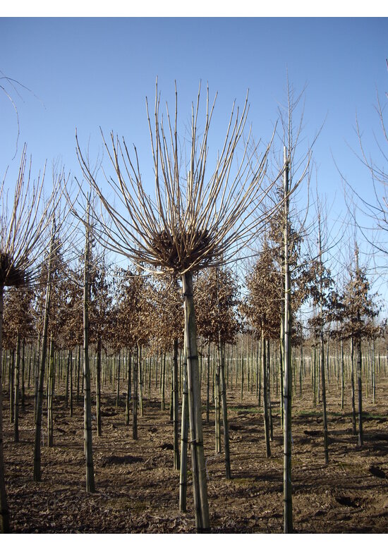 Kugel Trompetenbaum 'Nana' | Catalpa bignonioides 'Nana'