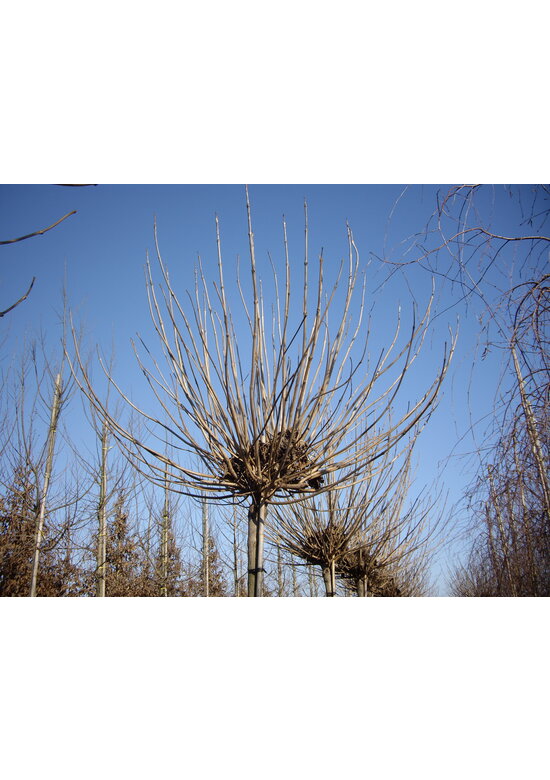 Kugeltrompetenbaum | Catalpa bignonioides 'Nana'