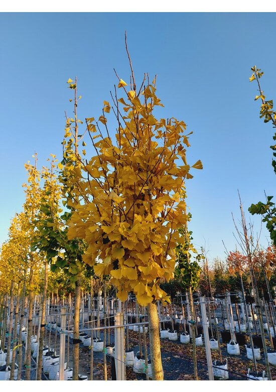 Ginkgobaum - Säulen-Fächerblattbaum 'Fastigiata Blagon' | Ginkgo biloba 'Fastigiata Blagon'