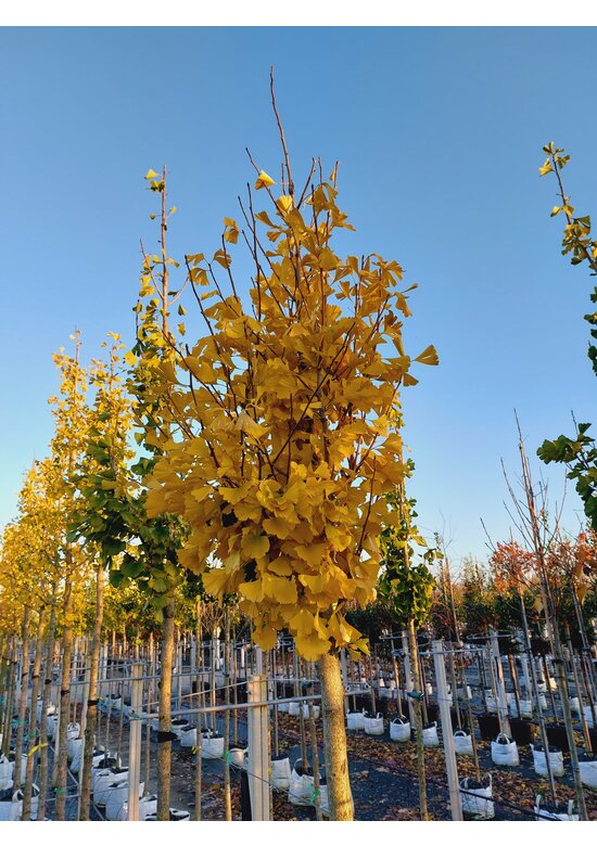 Ginkgobaum - Säulen-Fächerblattbaum 'Fastigiata Blagon' | Ginkgo biloba 'Fastigiata Blagon'