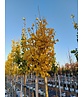 Ginkgobaum - Säulen-Fächerblattbaum 'Fastigiata Blagon' | Ginkgo biloba 'Fastigiata Blagon'