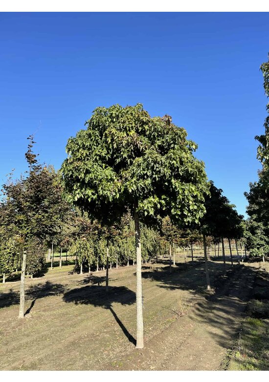 Kugelamberbaum 'Gumball' | Liquidambar styraciflua 'Gumball' Kugelamberbaum 'Gumball' | Liquidambar styraciflua 'Gumball'