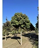 Kugelamberbaum 'Gumball' | Liquidambar styraciflua 'Gumball' Kugelamberbaum 'Gumball' | Liquidambar styraciflua 'Gumball'