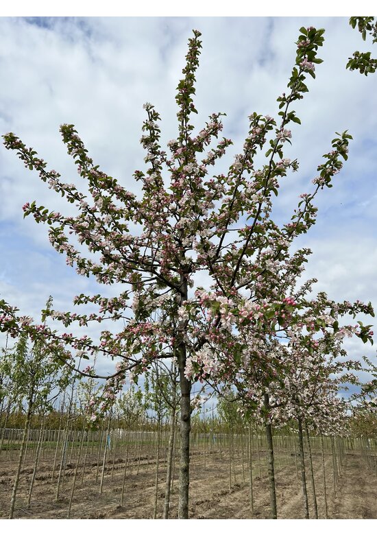 Zierapfel 'Red Sentinel' | Malus 'Red Sentinel'