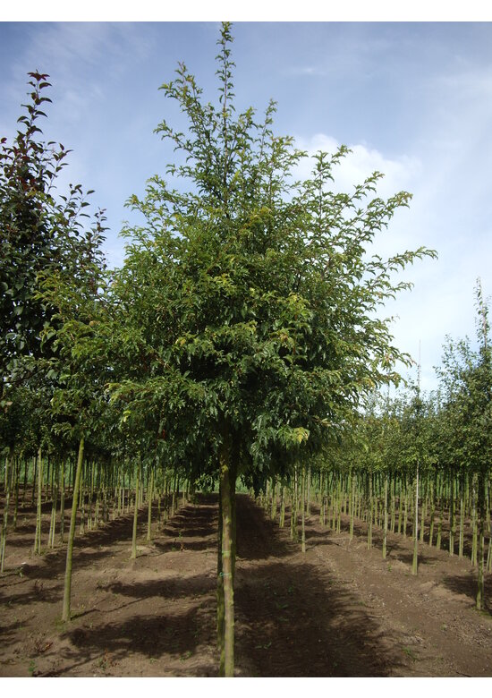 Toringo-Apfel 'Brouwers Beauty' | Malus toringo 'Brouwers Beauty'