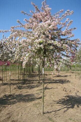 Toringo-Apfel 'Brouwers Beauty' | Malus toringo 'Brouwers Beauty'