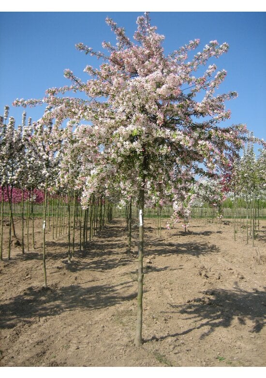 Toringo-Apfel 'Brouwers Beauty' | Malus toringo 'Brouwers Beauty'