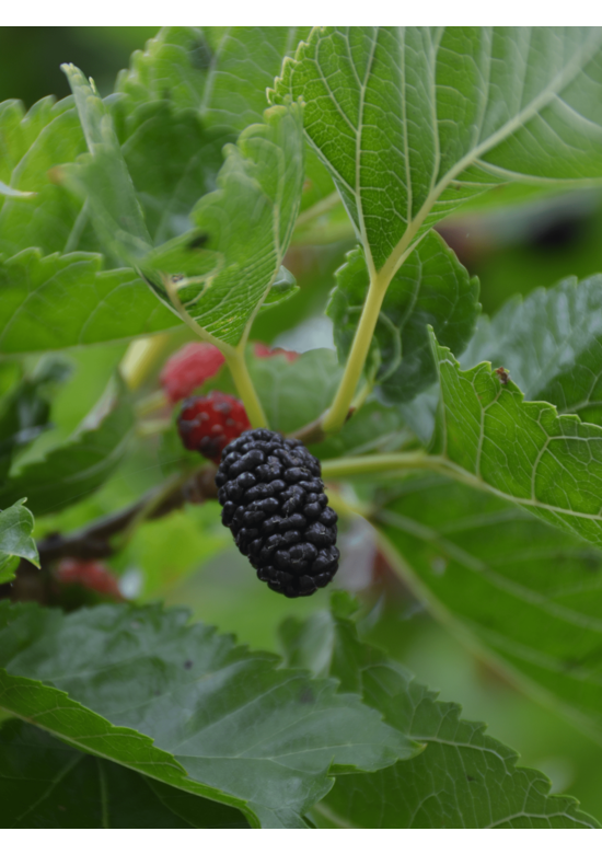 Weißer Maulbeerbaum 'Macrophylla' | Morus alba Macrophylla