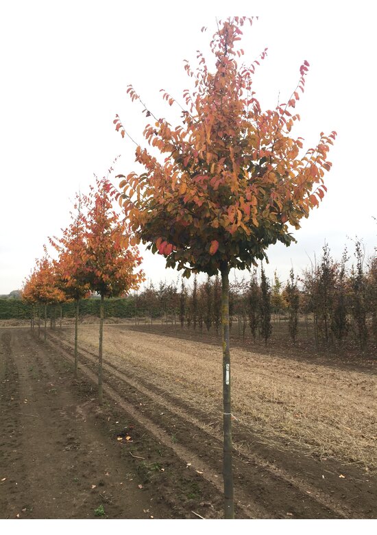 Eisenholzbaum 'Vanessa' | Parrotia persica 'Vanessa'