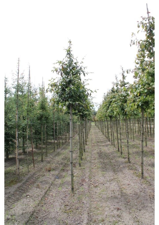 Eisenholzbaum 'Vanessa' | Parrotia persica 'Vanessa'